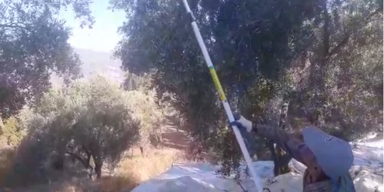 Muğla’da Zeytin hasadı başladı