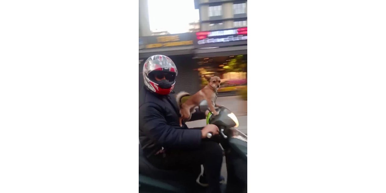 Kadıköy’de köpeğin motosiklet üzerinde gülümseten yolculuğu