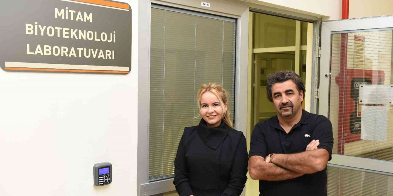 İncirin raf ömrü, soğan kabuğu ile uzatılacak