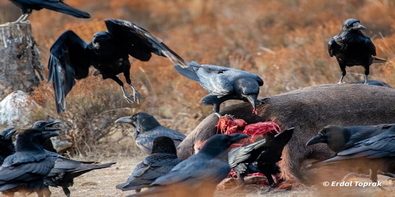 Kuzgunlar böyle görüntülendi
