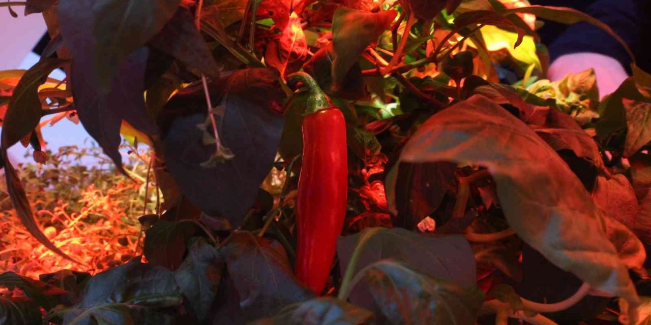 Güneş ve toprak olmadan 105 türde bitki yetiştirildi