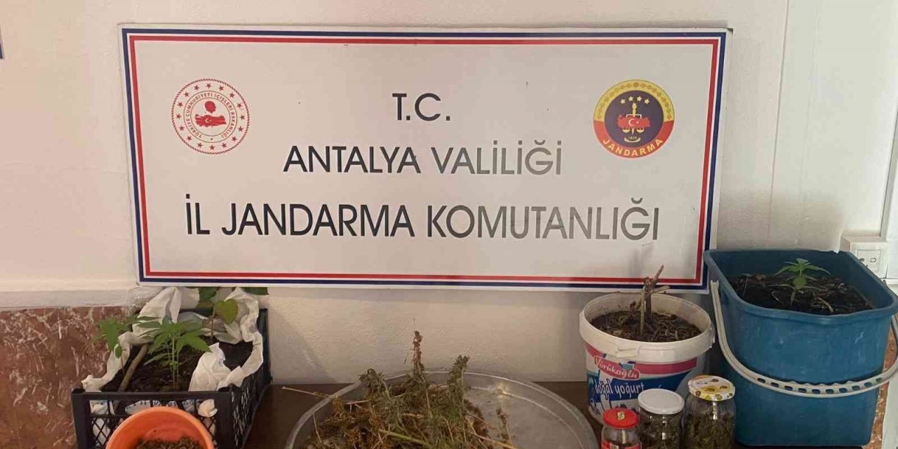 Jandarmadan yasadışı kenevir ekimine operasyon