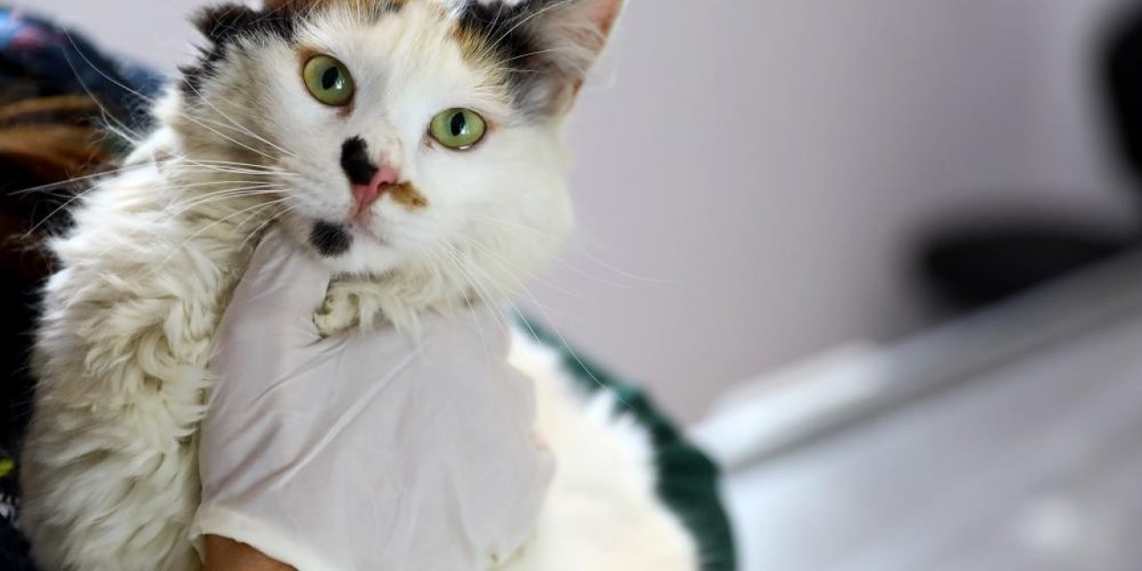 Evcil hayvanlarda mikroçip süresi daralıyor