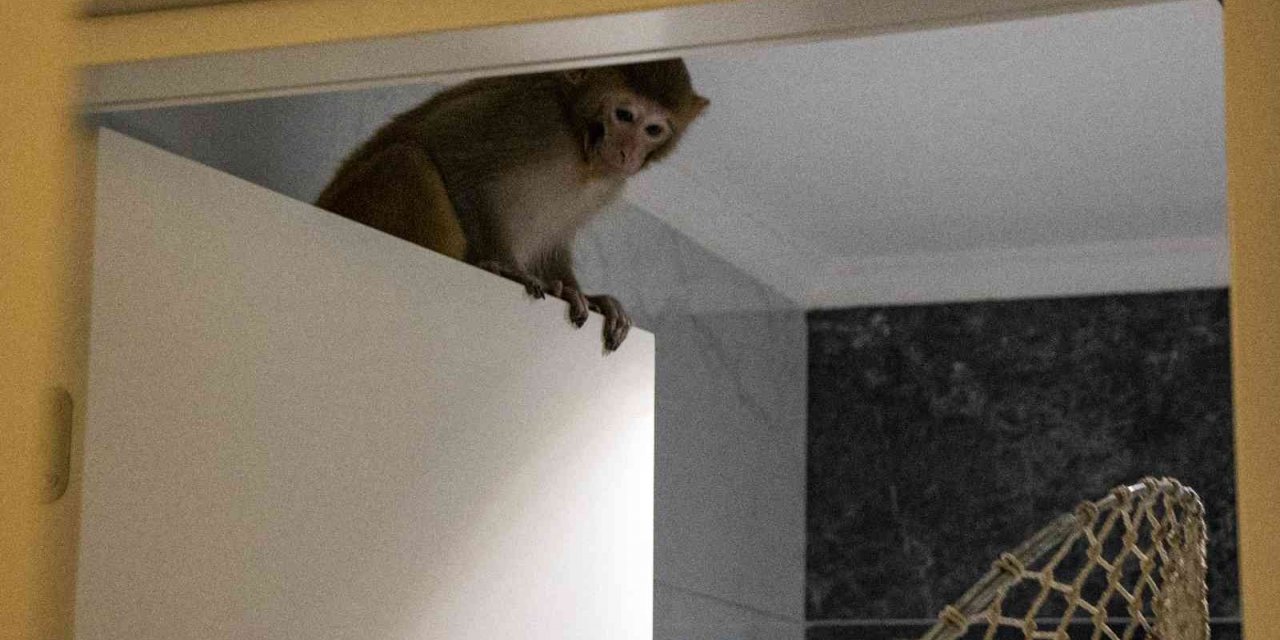 Davetsiz misafir makak maymunu koruma altında