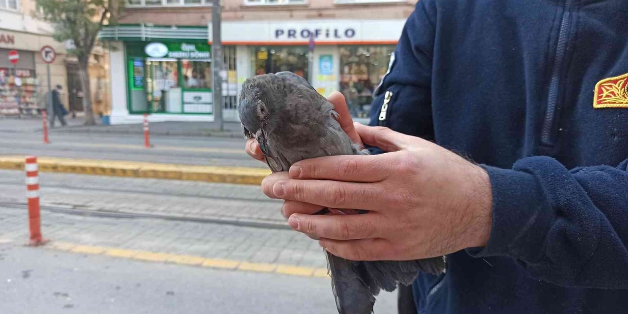 Ağaçta asılı kalan güvercin son anda kurtarıldı