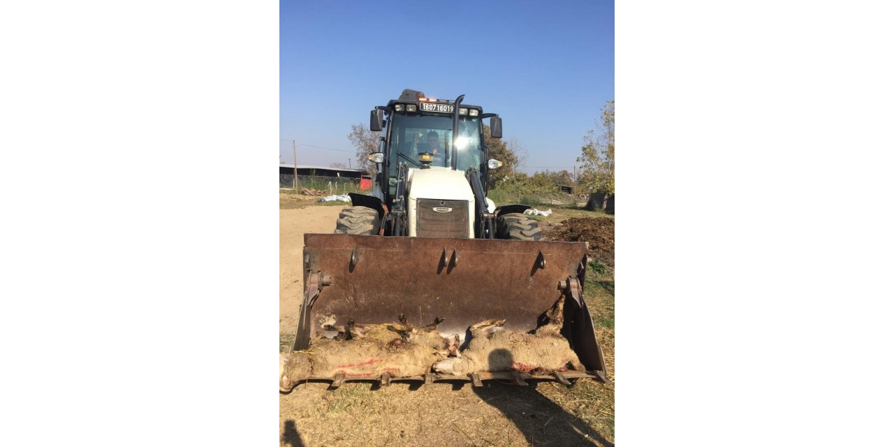 Sokak köpekleri ikinci kez saldırdıkları çiftlikte 5 koyunu telef etti