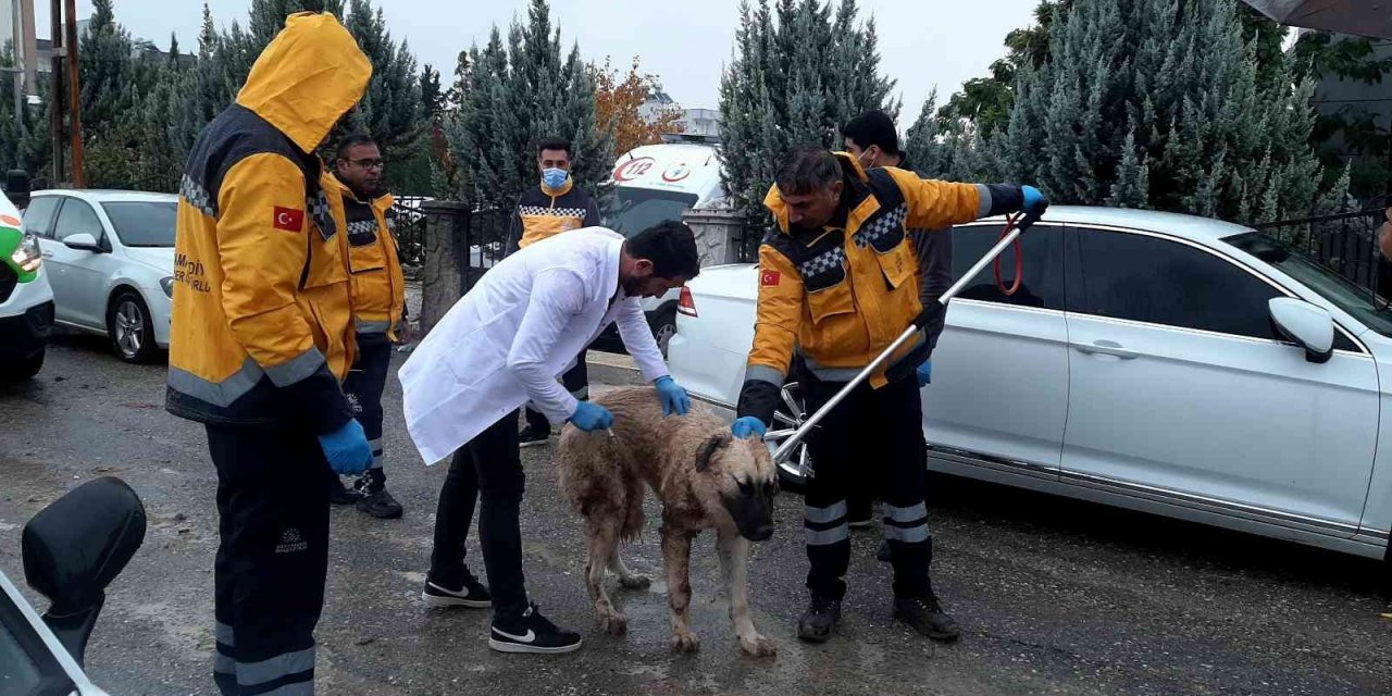 Adıyaman’daki kuduz vakasının ardından sokak hayvanlarına aşılama başladı