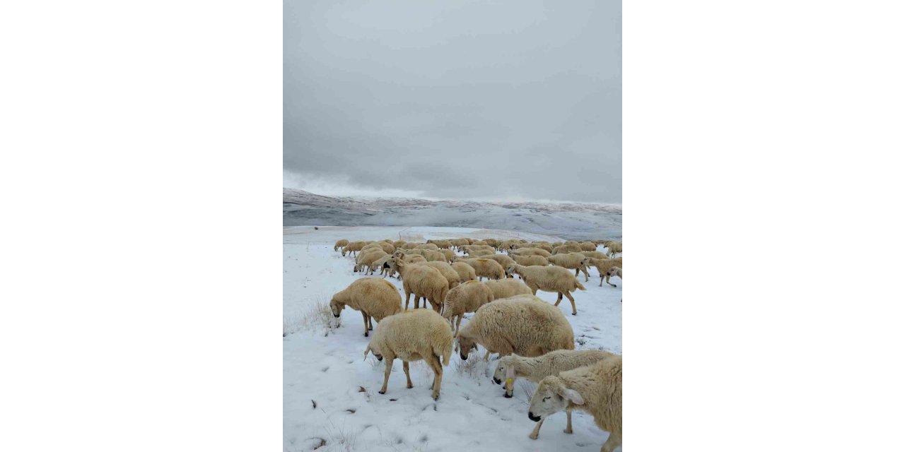 Kar altında otlayan sürü çoban tarafından görüntülendi