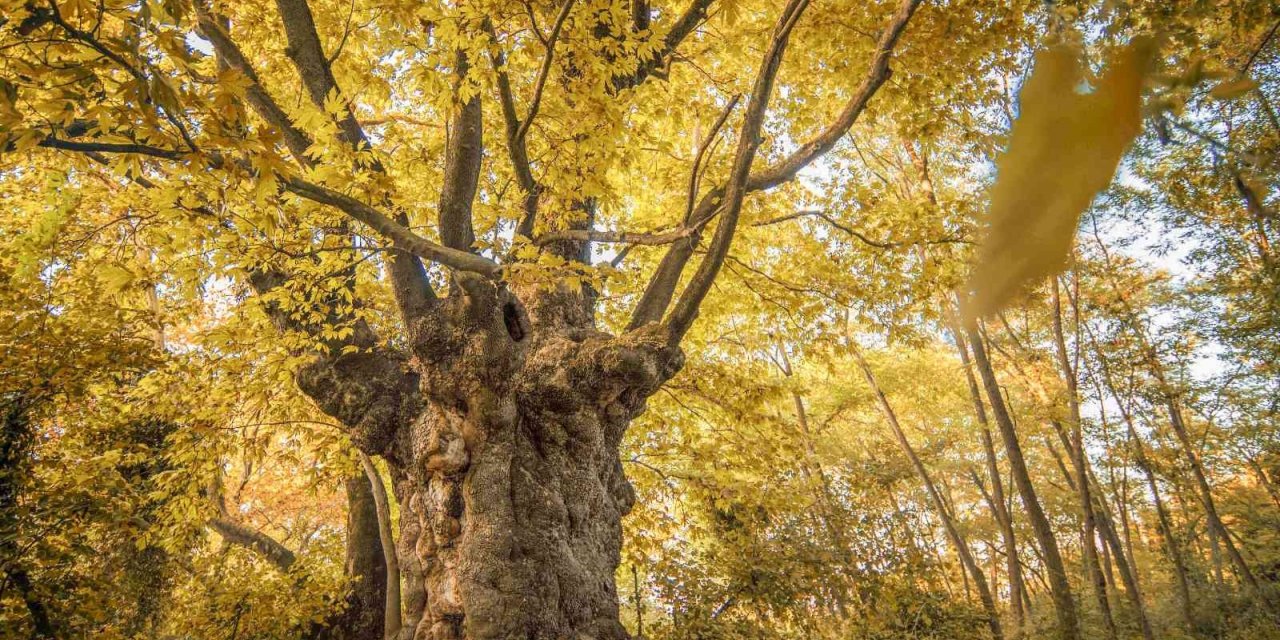 Son baharın kartpostallık çınarı