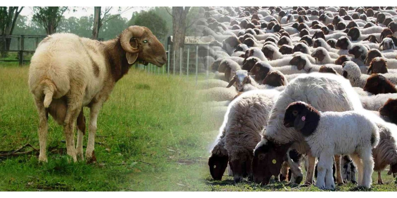 Denizli’de İvesi koyun besiciliği yapan çiftçilere destek verilecek