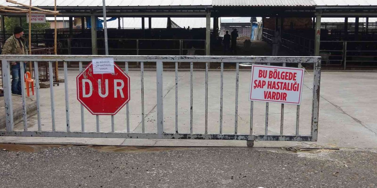 Adıyaman Hayvan pazarında şap salgını