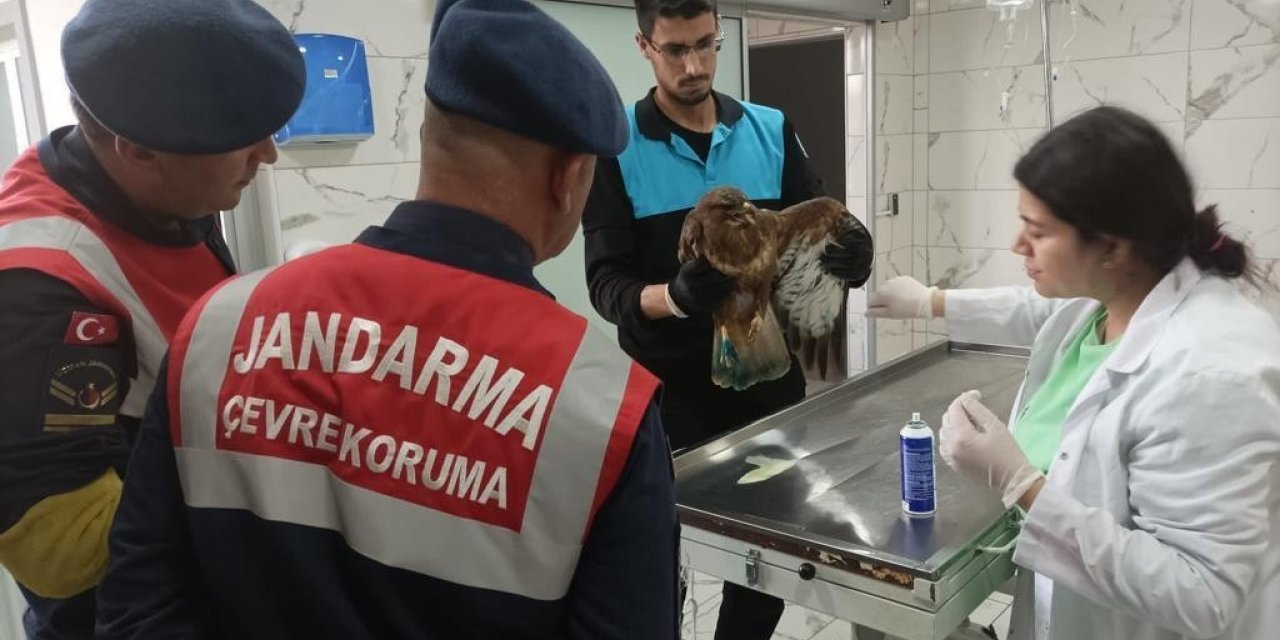 Jandarma yaralı şahine sahip çıktı