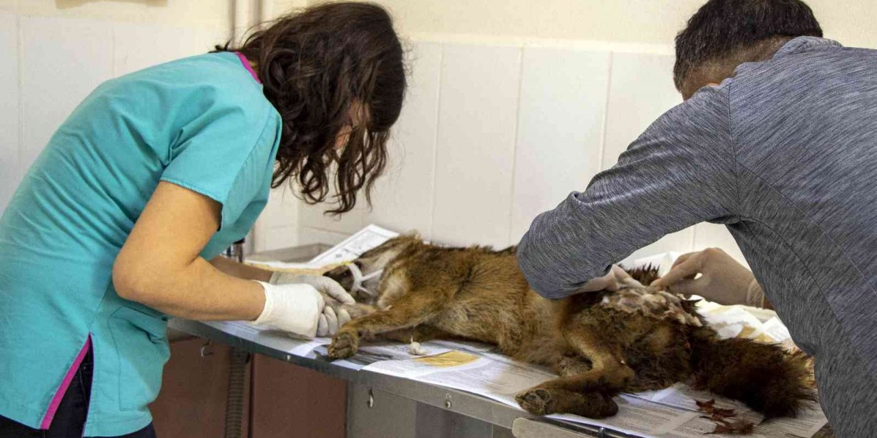 Yaralı çakal 3 saatlik operasyonla sağlığına kavuştu