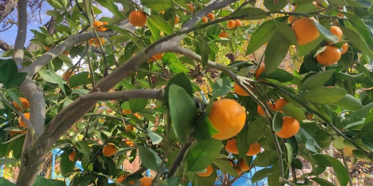 Ankara'nın bir ilçesinde yetiştirilen mandalina görenleri şaşırtıyor!