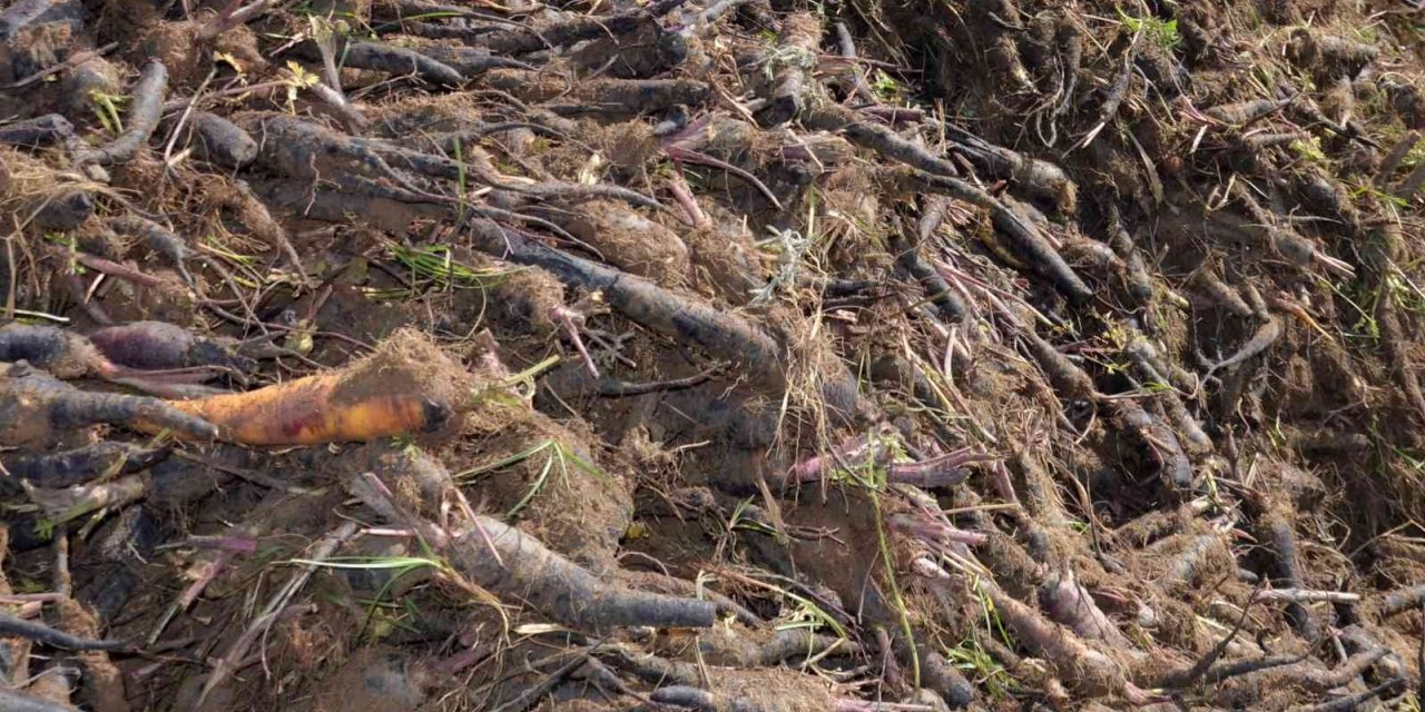 Kırıkhan siyah havucu tescillendi