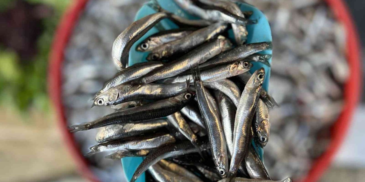 Palamuttan sonra gelen hamsi yüz güldürüyor