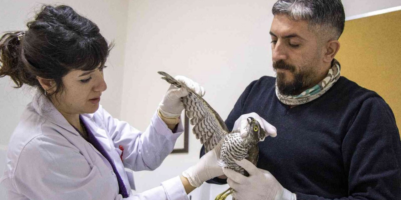 Yaralı atmaca tedavi altında