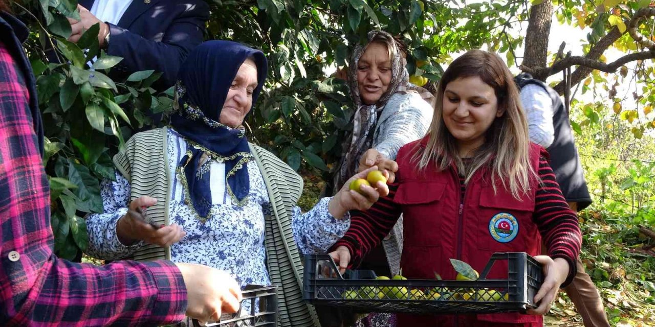 Karadeniz’de narenciye hasadı başladı