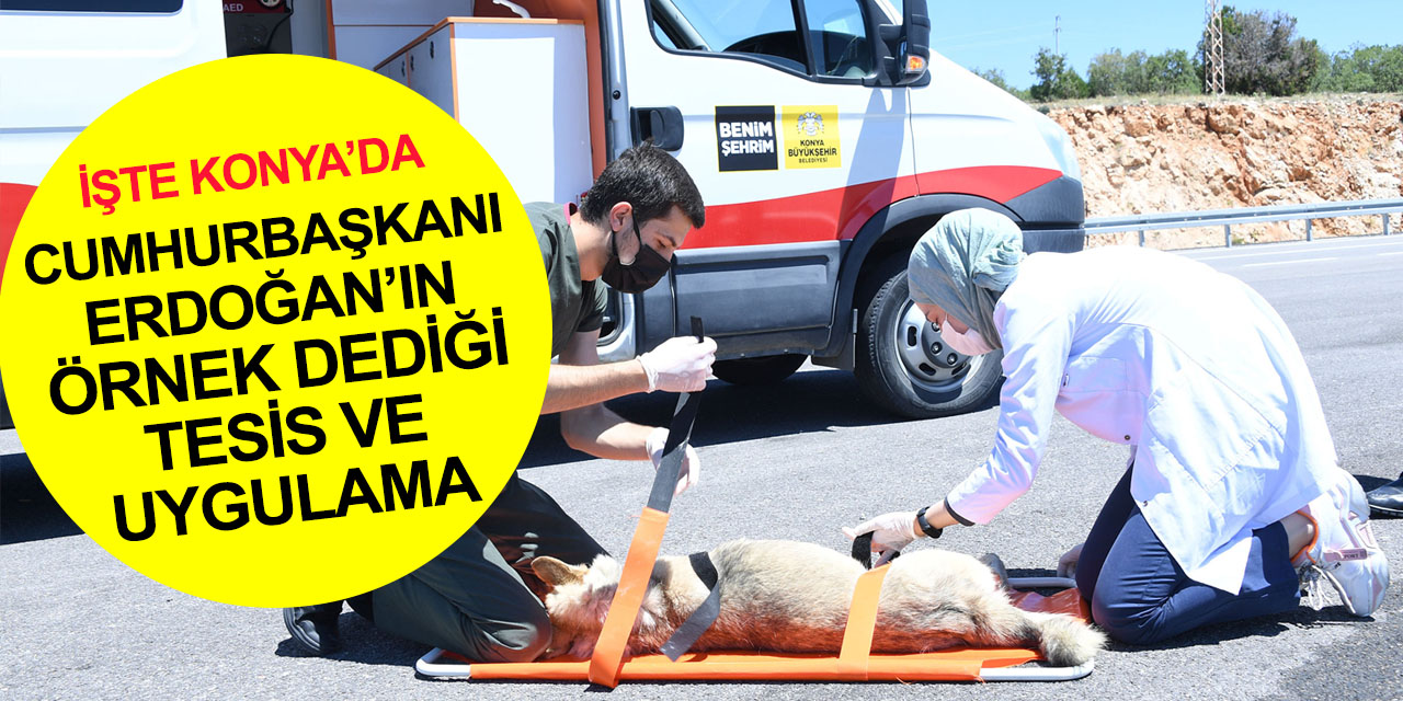 Cumhurbaşkanı Erdoğan'ın örnek gösterdiği Konya’da sahipsiz hayvanlara yönelik tesis ve uygulamalar
