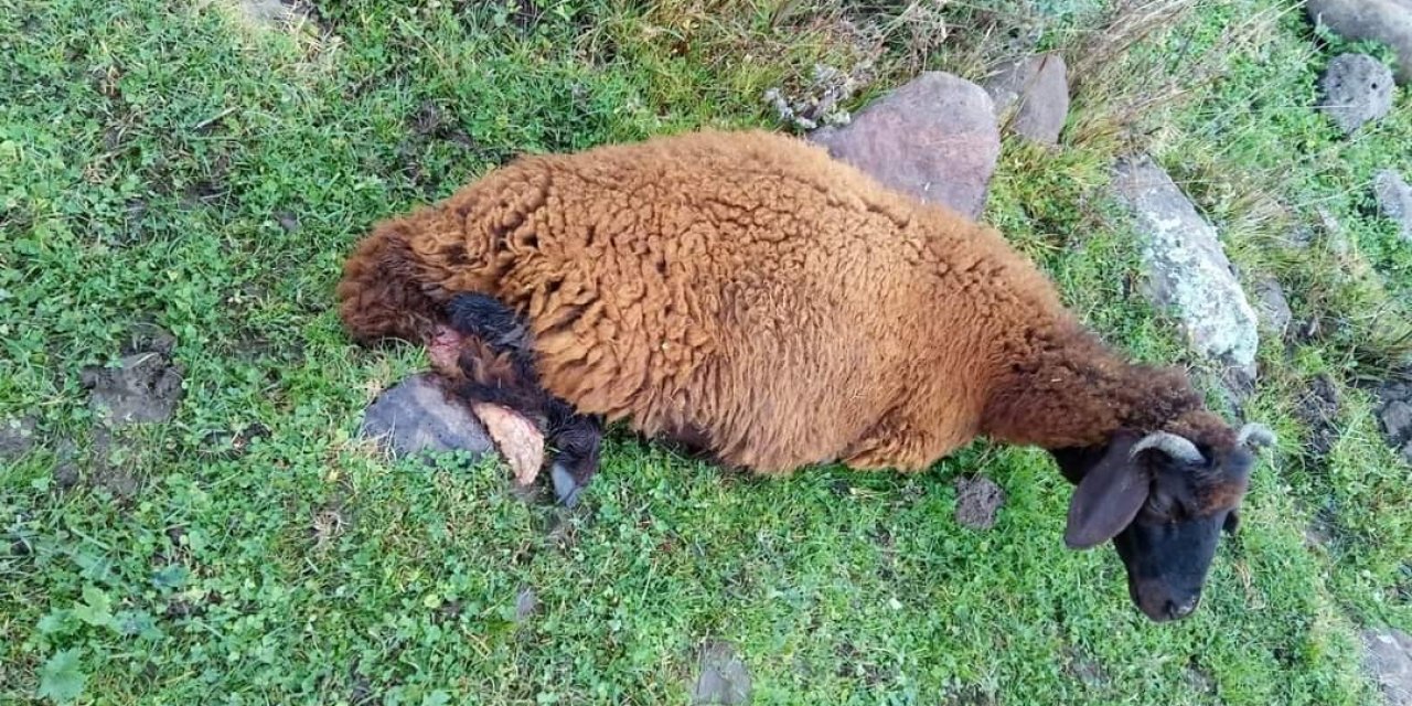 Köpeklerin saldırısına uğrayan 2 koyun telef oldu
