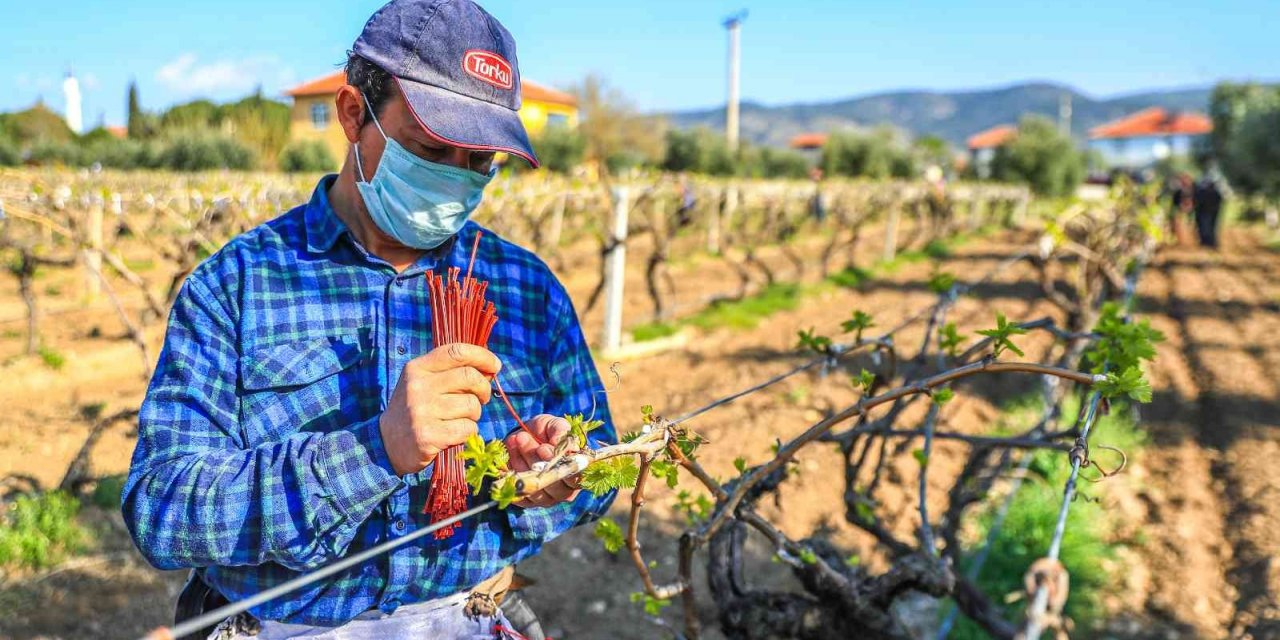 Denizlili üreticinin yüzü aldığı dev yardımlar sayesinde gülüyor