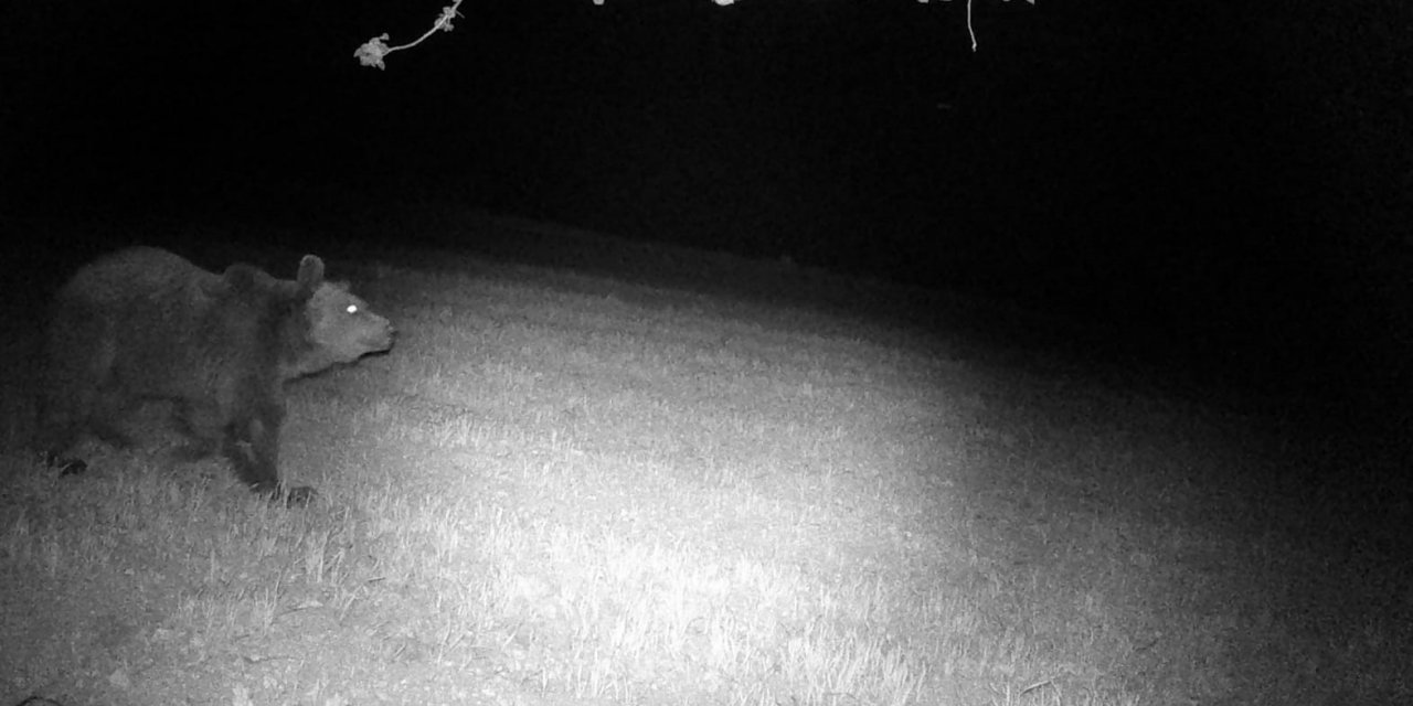 Mudurnu’nun yaban hayatı fotokapanlara yansıdı