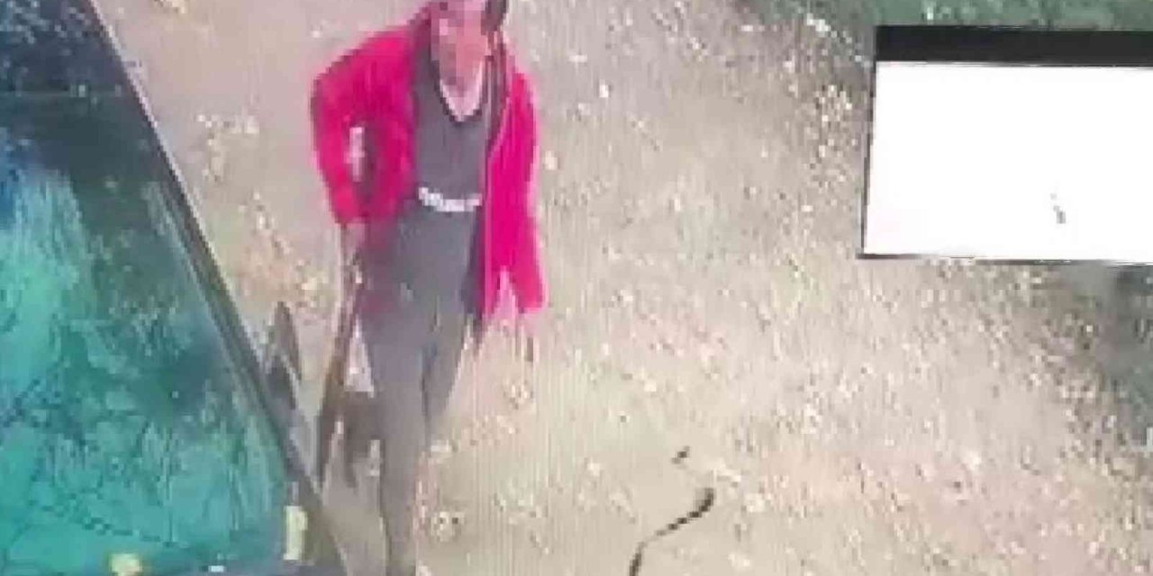Tavuklarına saldırdığı gerekçesiyle sokak köpeğine ateş açtı