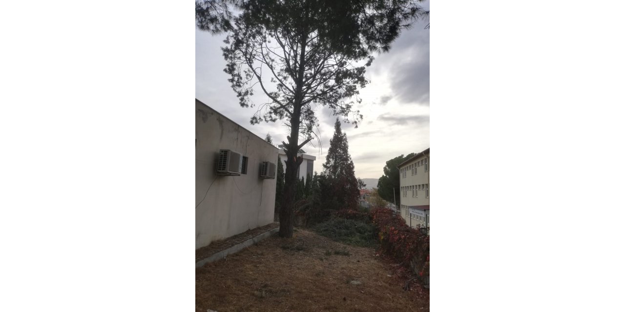 Ağaçtan düşen temizlik görevlisi hayatını kaybetti