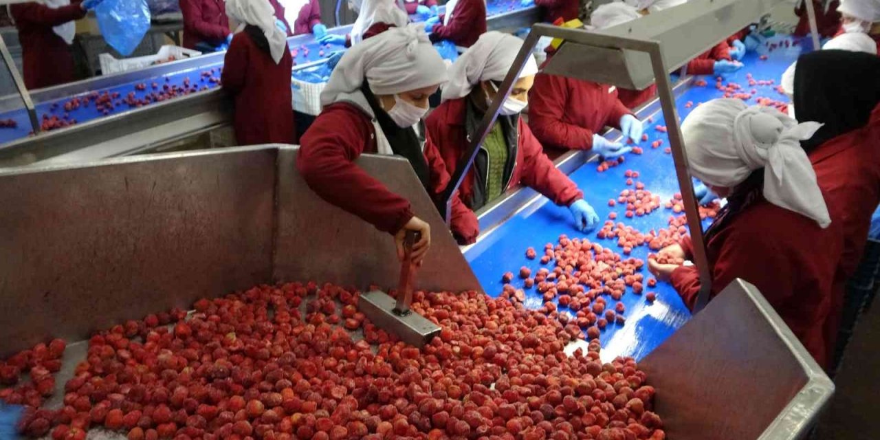 Malatya’dan ABD ve AB ülkelerine dondurulmuş çilek ihracatı