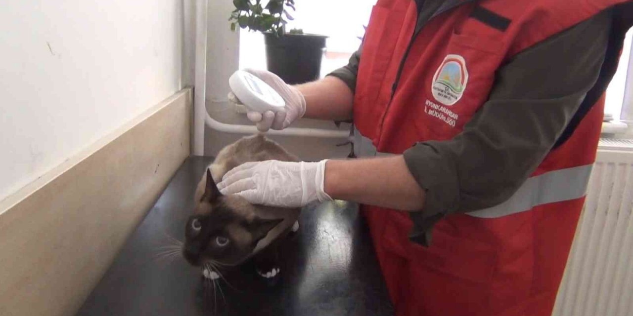 Afyonkarahisar’da 1000’den fazla kedi ve köpek çiplendi