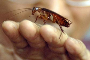 Sakın öldürmeyin!