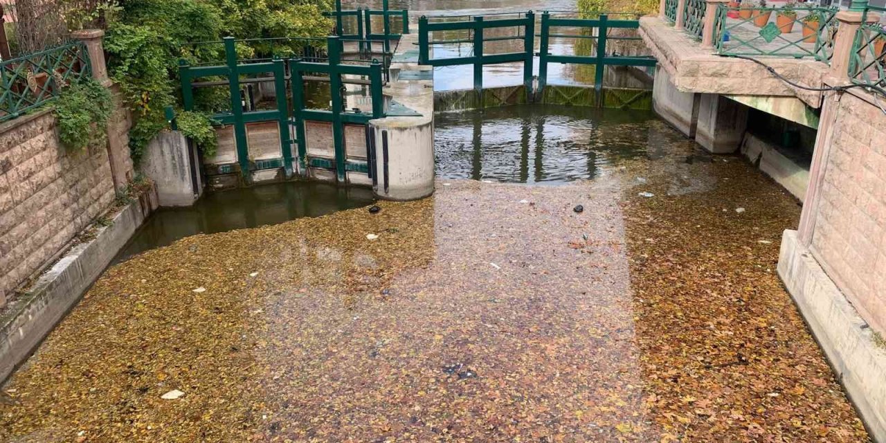 Dökülen yapraklar Porsuk yüzeyini kapladı