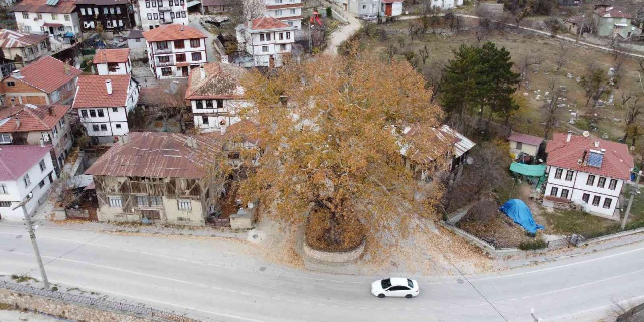 Tarihi ilçenin gerdanlığı: 500 yıllık çınar ağacı