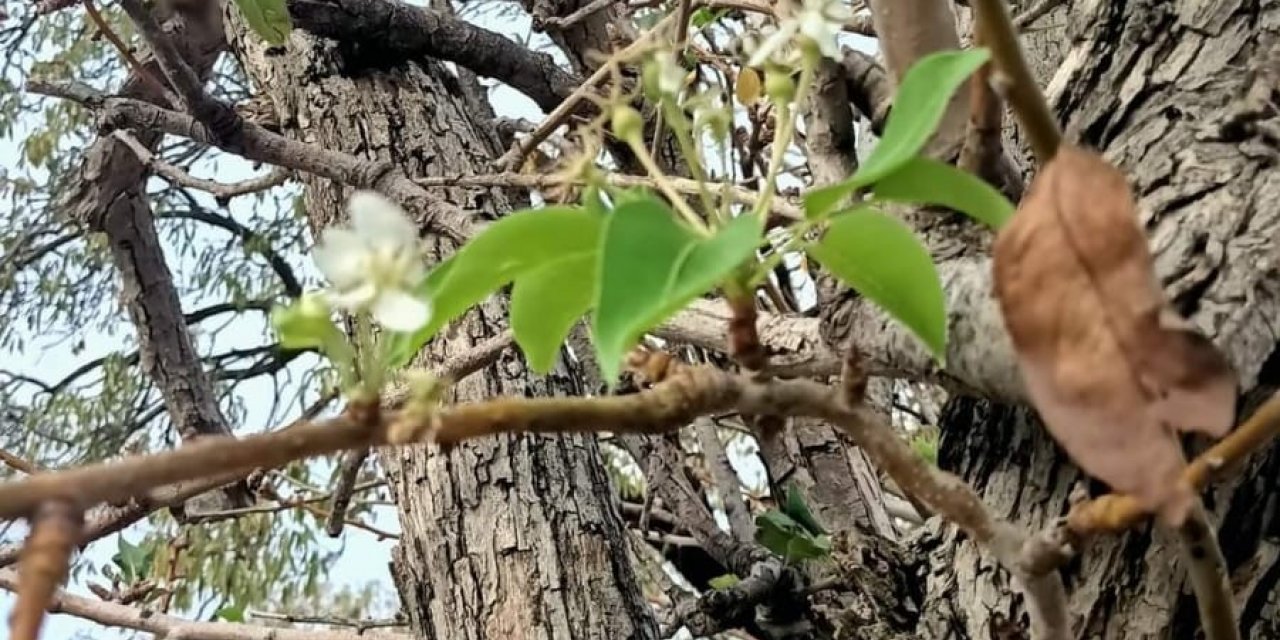 Datça’da armut ağacı kasım ayında çiçek açtı