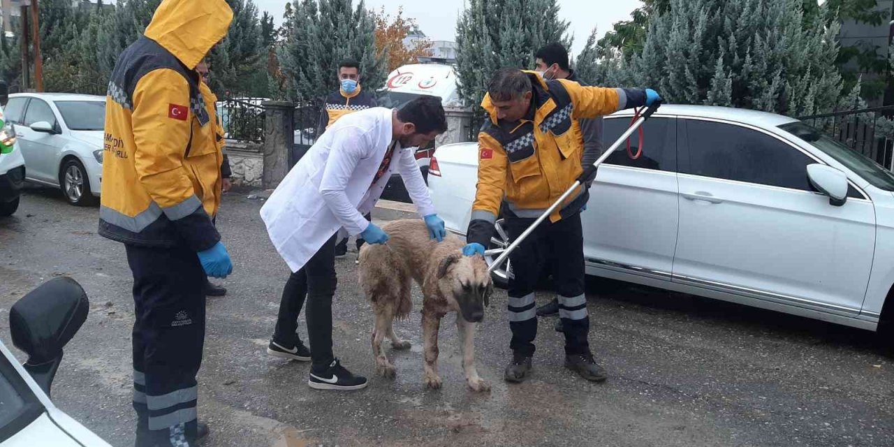 Kuduz aşılaması tamamlandı