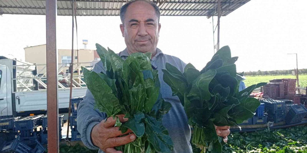 Ispanak ve turp hasadı başladı: İş çok, işçi yok