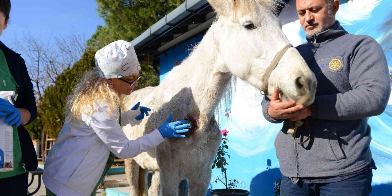 Hırsızlık yapanlar şiddet uygulayıp ölüme terk etti... Belediye sahip çıktı