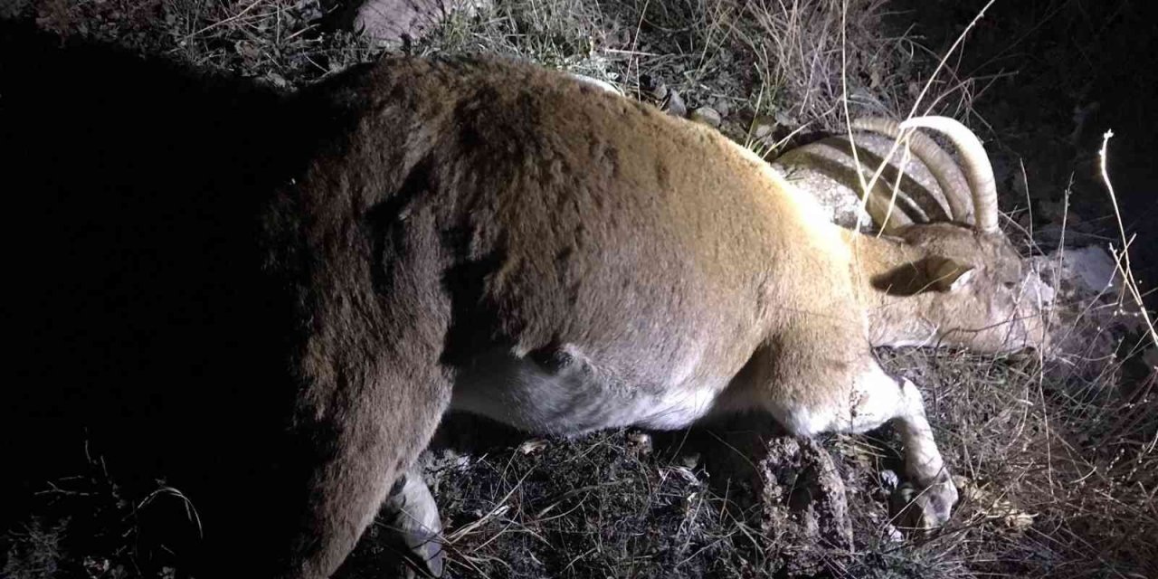 İzinsiz keçi avı pahalıya patladı, çeyrek milyon lira cezadan kaçamadılar