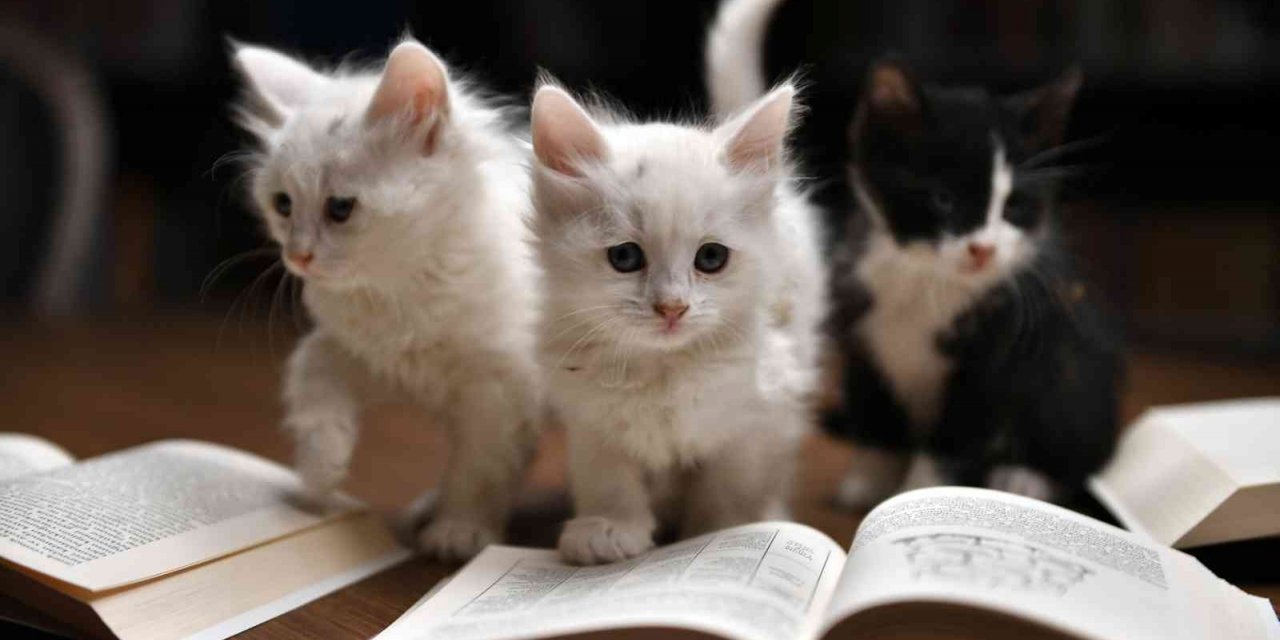 Edebiyatseverler Kedili Tekke’de buluştu