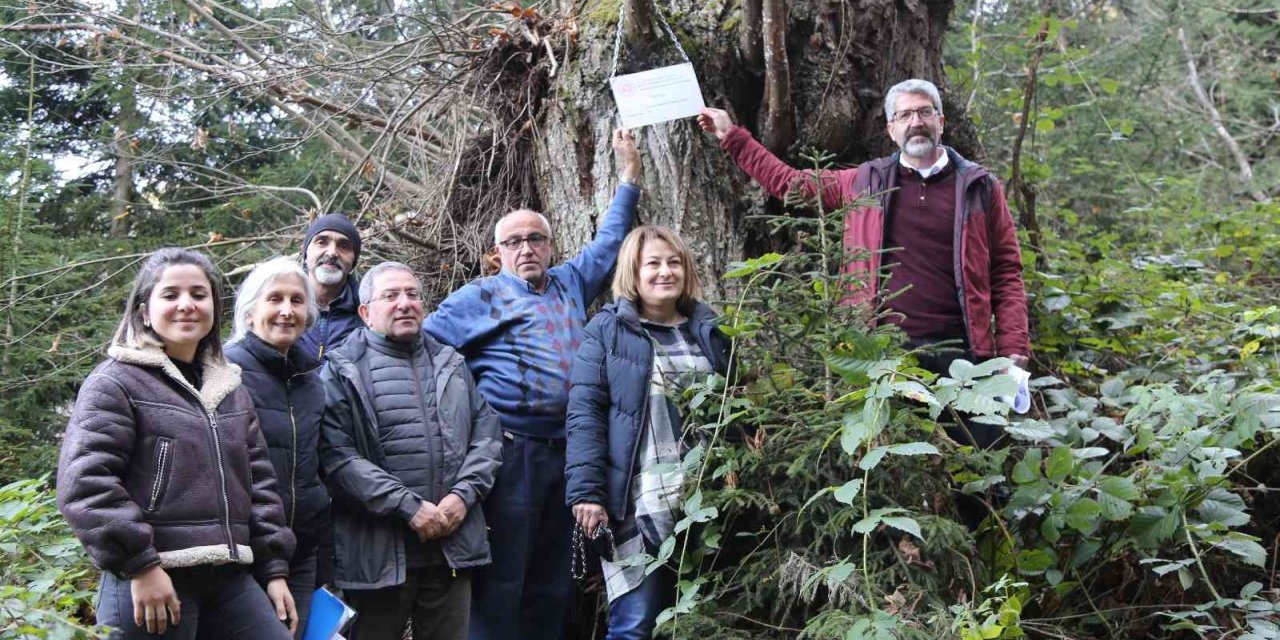 Artvin’de 7 kestane ağacı anıt ağaç olarak tescillenerek plakaları asıldı