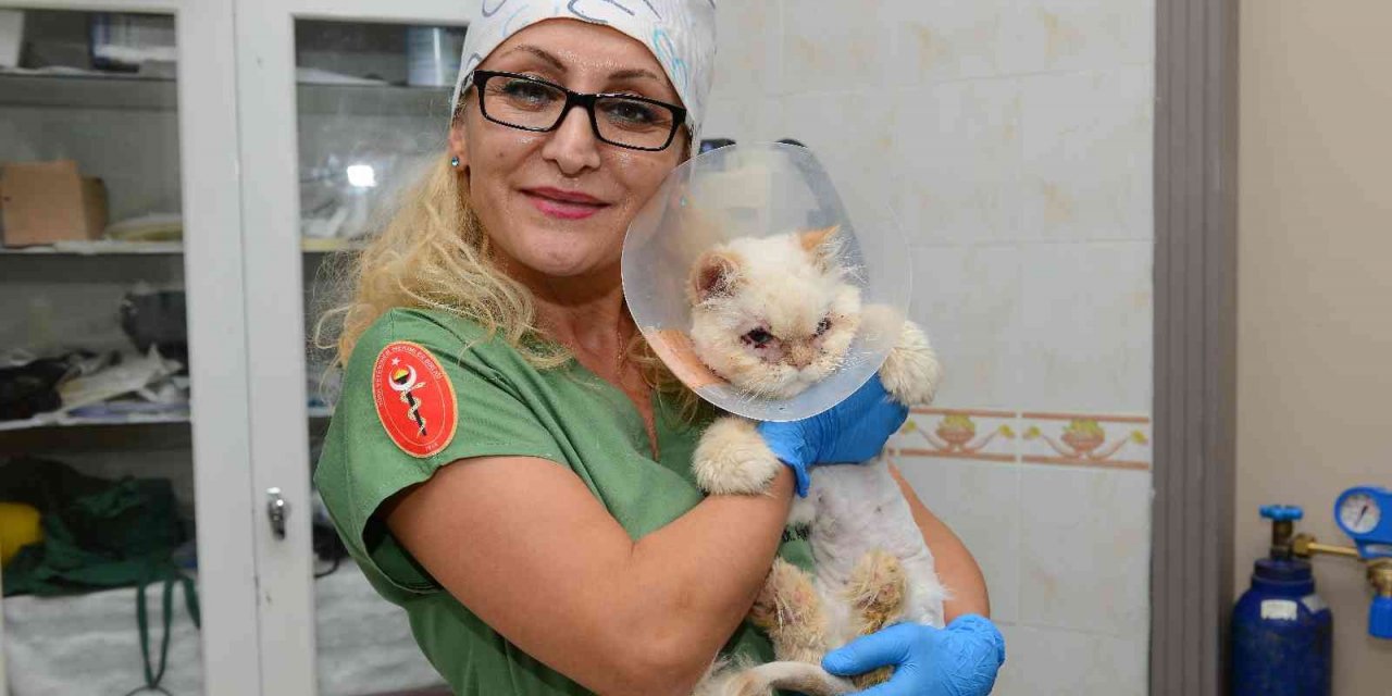 Sokağa terk edilen kedi, estetik operasyonuyla gözlerine kavuştu