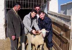 Koyunculuk için büyük teşvik!