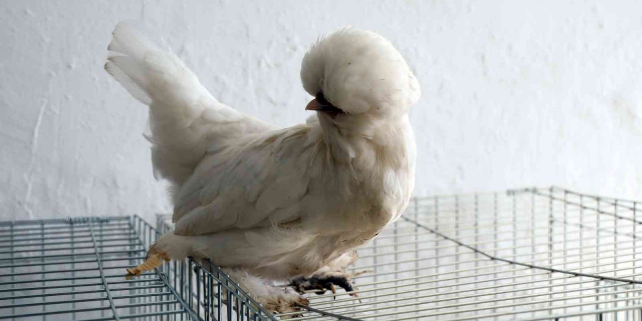 Menteşe’de kümes hayvanları gösterisi başladı