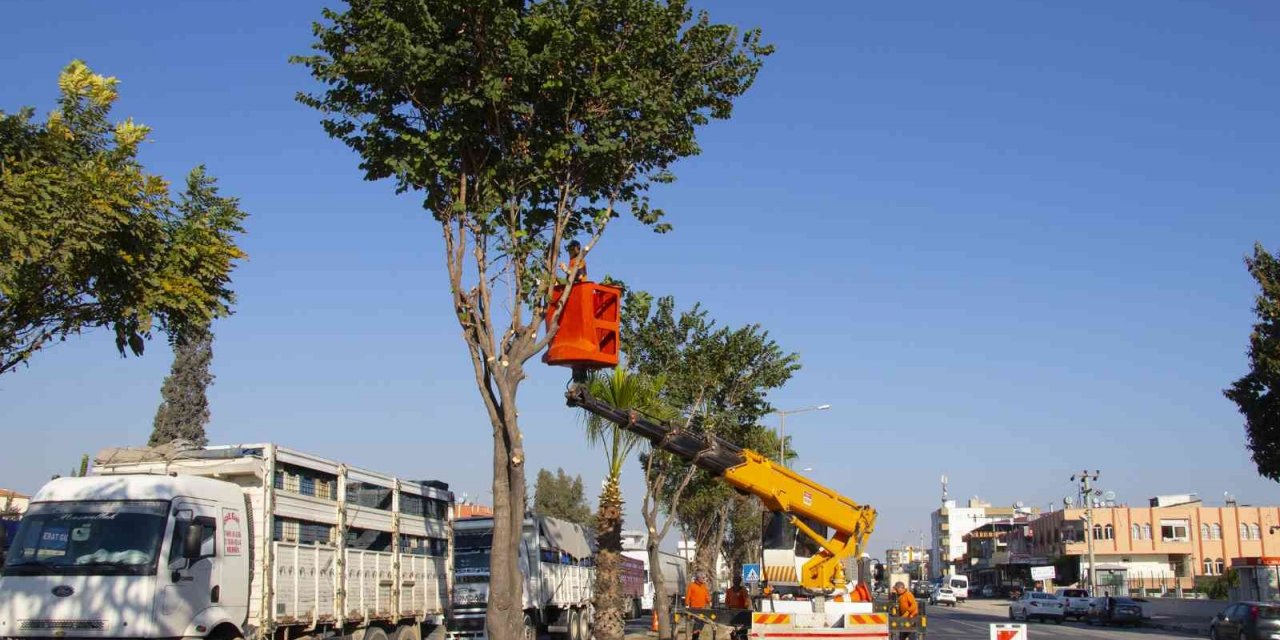 Mersin’de refüjlerde ağaçların bakımı yapılıyor