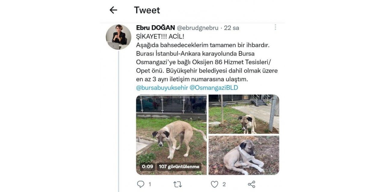 Hayvansever uyardı, Büyükşehir kurtardı