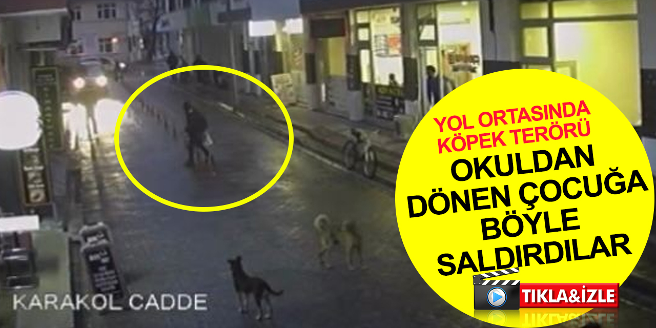 Köpek terörü bitmiyor! Okuldan dönen çocuğa başıboş köpekler böyle saldırdı