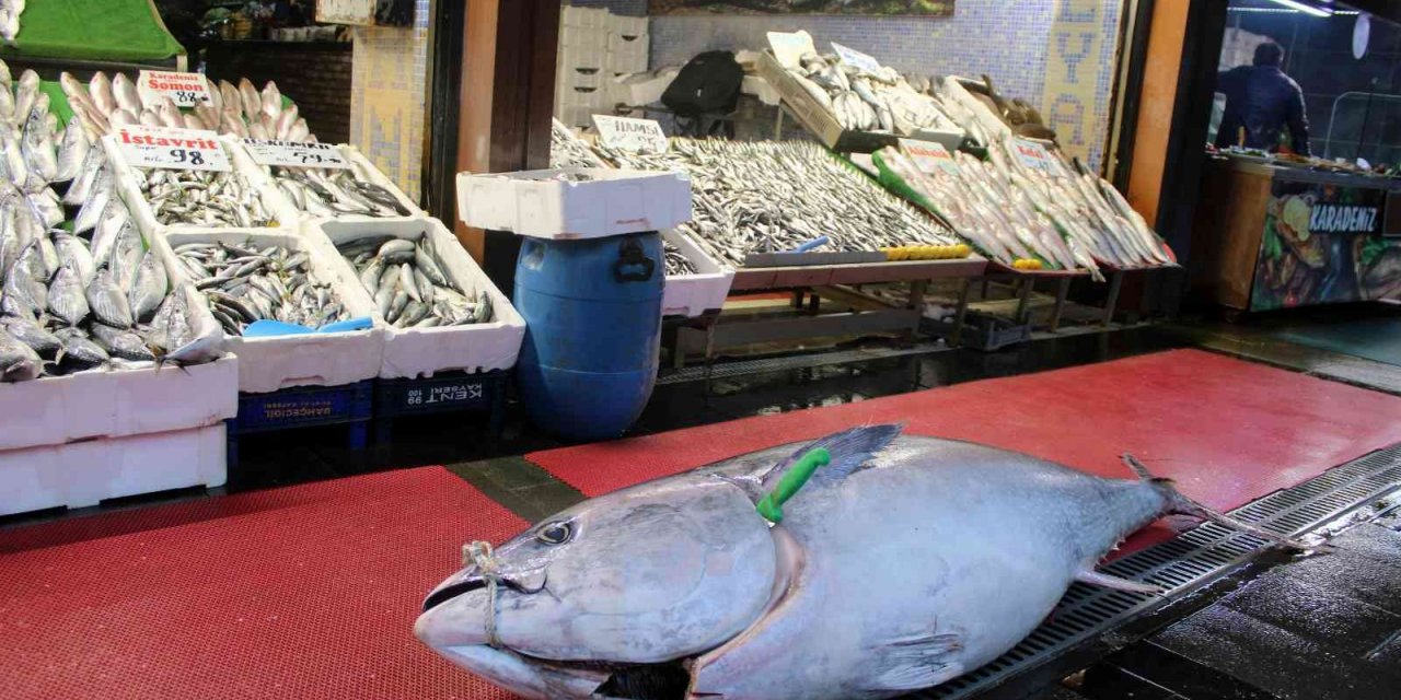 Dev orkinos ilgi odağı oldu