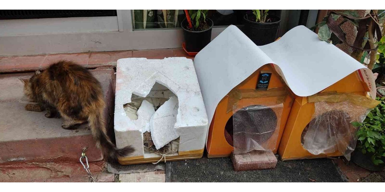 Fatih’te kedinin yuvasını yumruklayarak parçalayan şüpheli güvenlik kamerasında