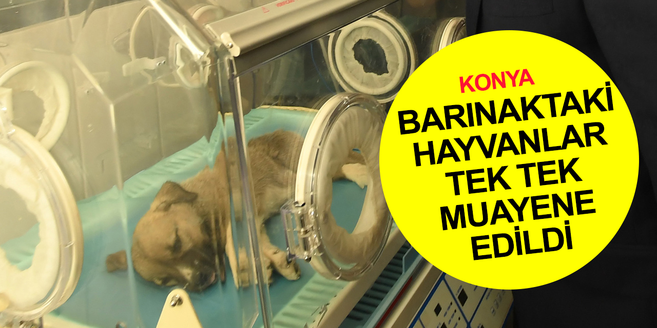 DKMP’den 53 veteriner Konya Hayvan Bakımevi ve Rehabilitasyon Merkezi’ni denetledi! İşte sonuçlar..