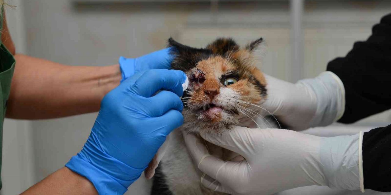 Trafik kazasında ağır yaralanan kedi, ameliyatla hayata döndürüldü
